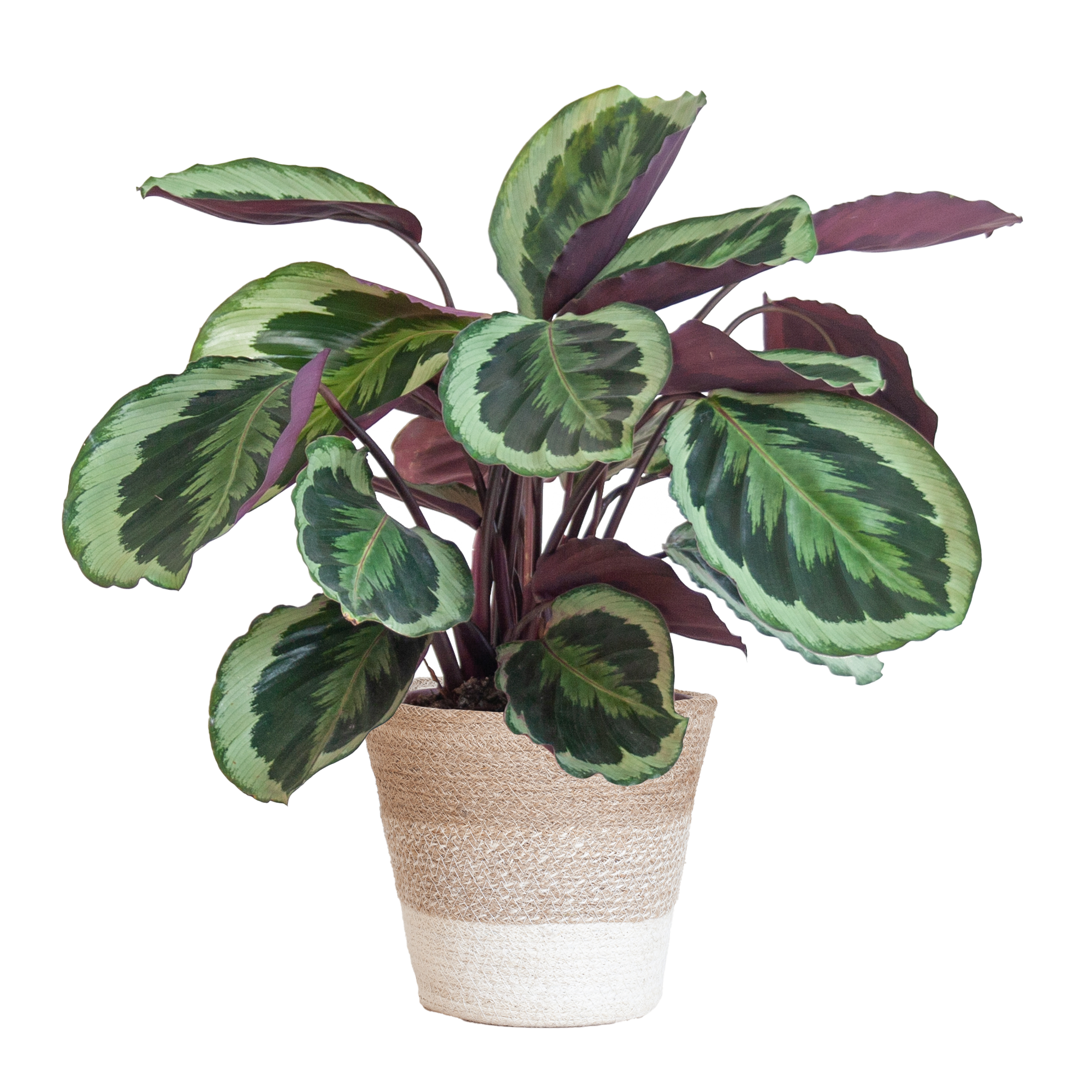 Calathea Medaillon mit weißem Lissabon-Korb - 65cm - Ø19