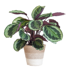 Calathea Medaillon mit weißem Lissabon-Korb - 65cm - Ø19