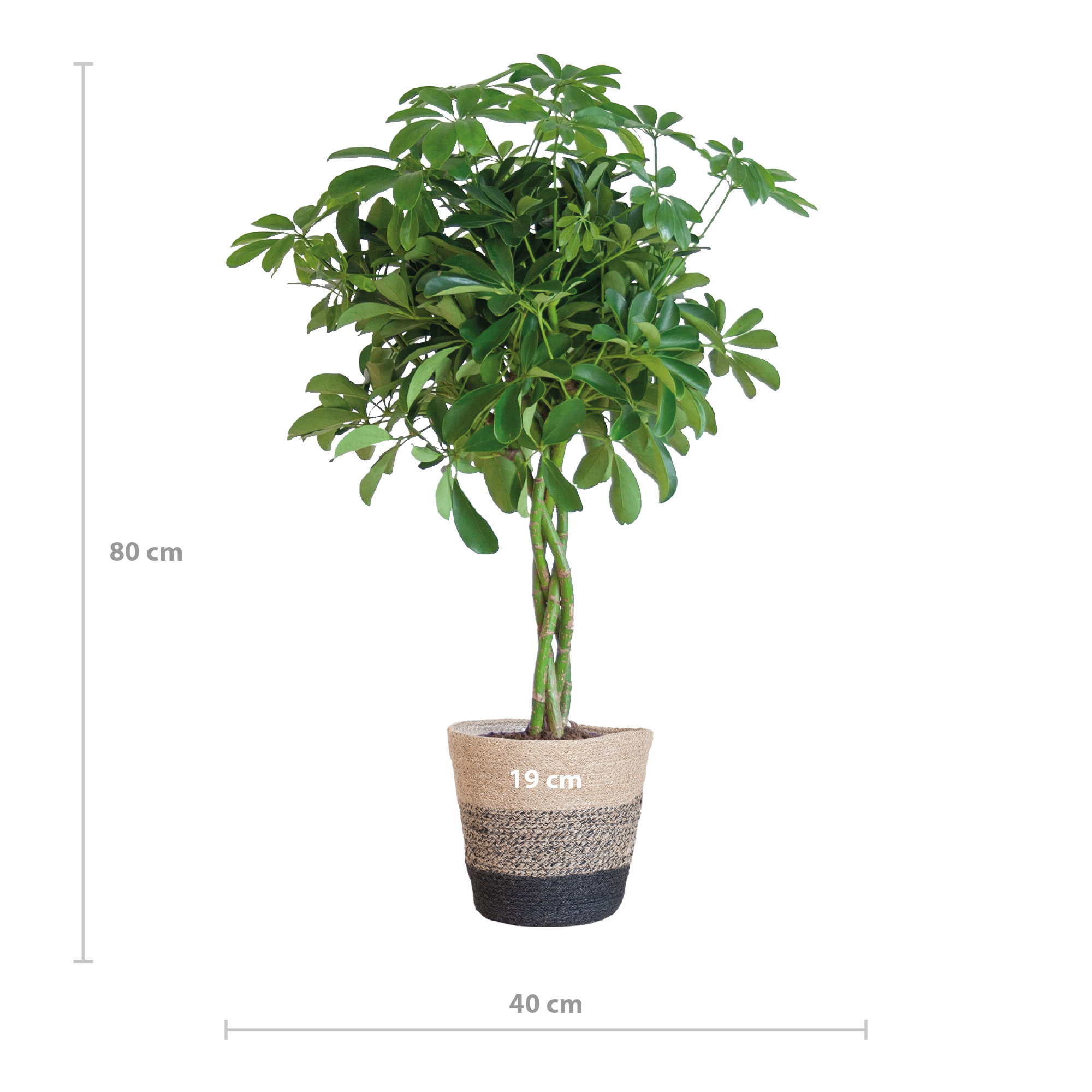 Schefflera Arab Nora mit Korb Lissabon Schwarz - 70cm - Ø21