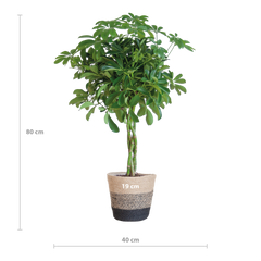 Schefflera Arab Nora mit Korb Lissabon Schwarz - 70cm - Ø21