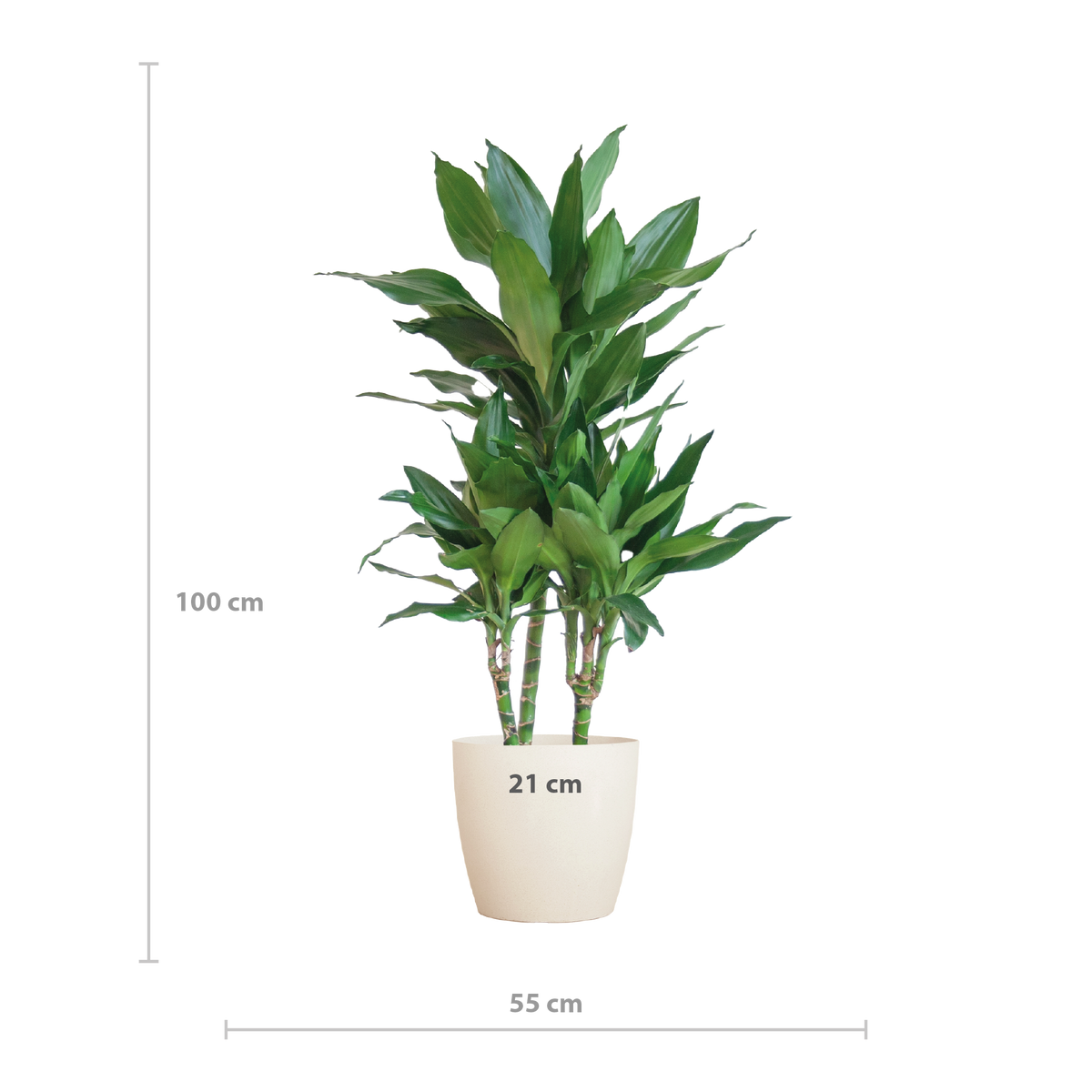 Dracaena  Janet Lindt mit Viber Weiß - 95cm - Ø21