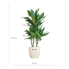 Dracaena  Janet Lindt mit Viber Weiß - 95cm - Ø21