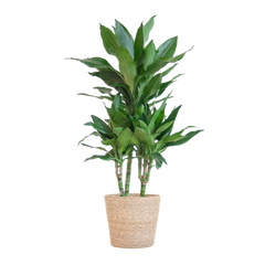 Dracaena  Janet Lindt mit Sofia-Korb natur - 95cm - Ø21