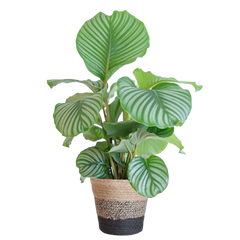 Calathea Orbifolia mit Lissabon-Korb schwarz  - 65cm - Ø21