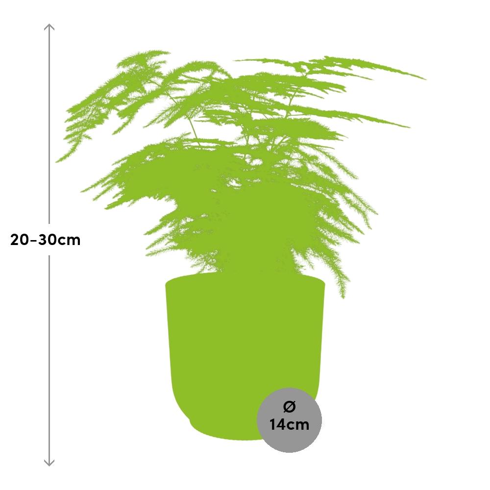 Asparagus Setaceus ‘Plumosus’ in ELHO Vibes Fold 14cm geel