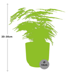 Asparagus Setaceus ‘Plumosus’ in ELHO Vibes Fold 14cm geel