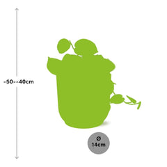 Scindapsus Pictus ‘Argyraeus’ in ELHO Vibes Fold 14cm geel
