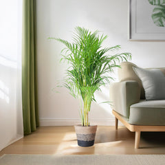 Areca Palm (Dypsis) mit Lissabon-Korb Schwarz - 100cm - Ø21