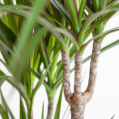 Dracaena Marginata mit Lissabon Schwarz Korb - 95cm - Ø21