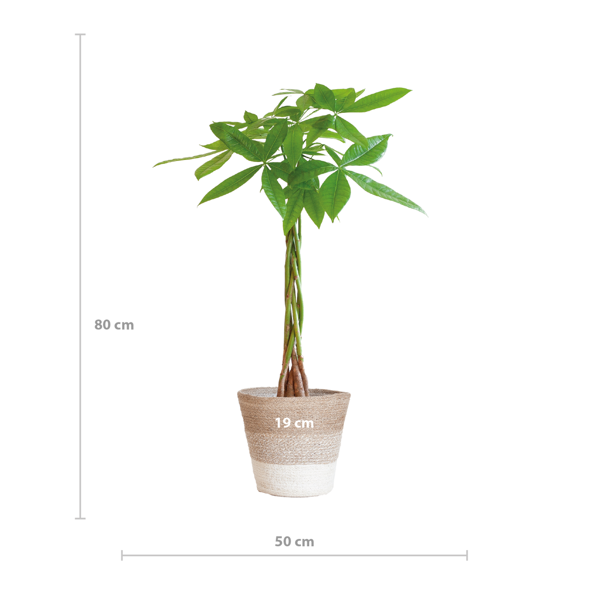 Pachira Aquatica mit Pflanzkorb Lissabon weiß  - 80cm - Ø21