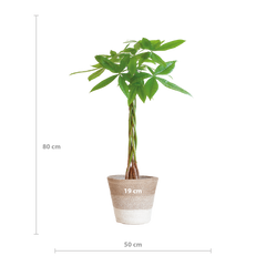 Pachira Aquatica mit Pflanzkorb Lissabon weiß  - 80cm - Ø21