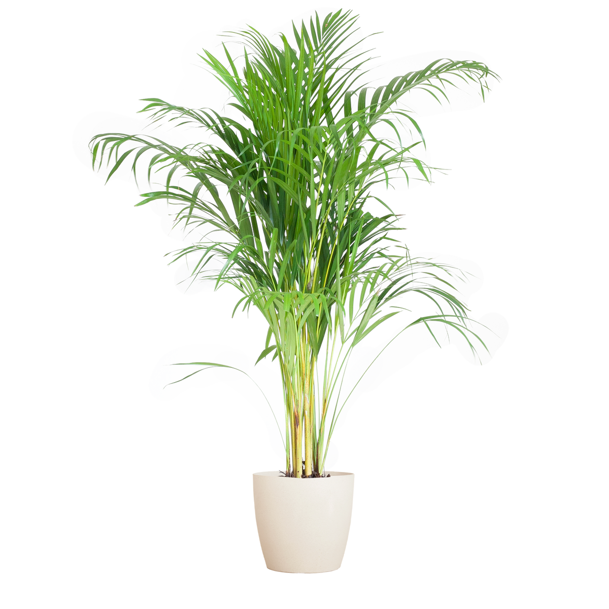 Areca Palm (Dypsis) mit Viber Weiß - 100cm - Ø21