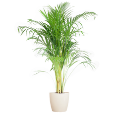 Areca Palm (Dypsis) mit Viber Weiß - 100cm - Ø21