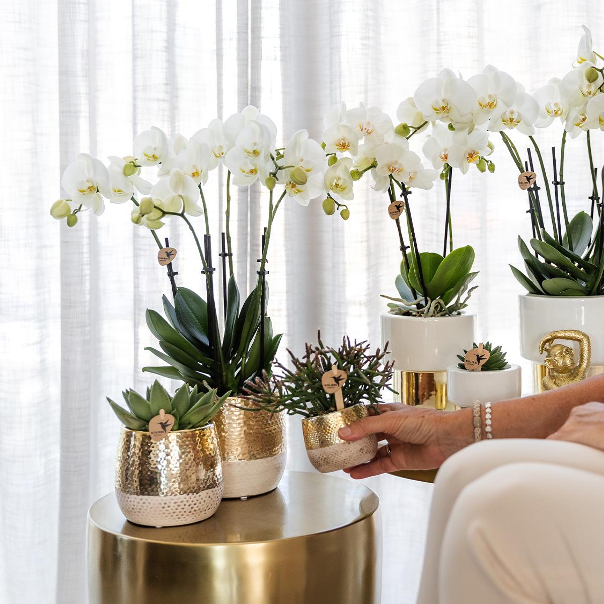 Kolibri Home | Elite pot gold - topfgröße Ø9cm - Ø9cm