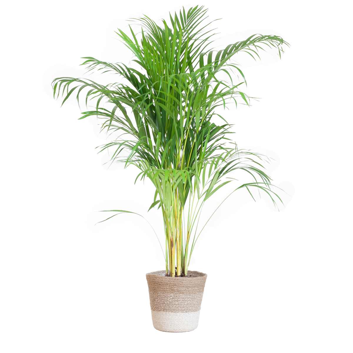 Areca Palm (Dypsis) mit Lissabon-Korb Weiß - 100cm - Ø21
