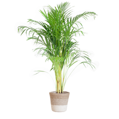 Areca Palm (Dypsis) mit Lissabon-Korb Weiß - 100cm - Ø21