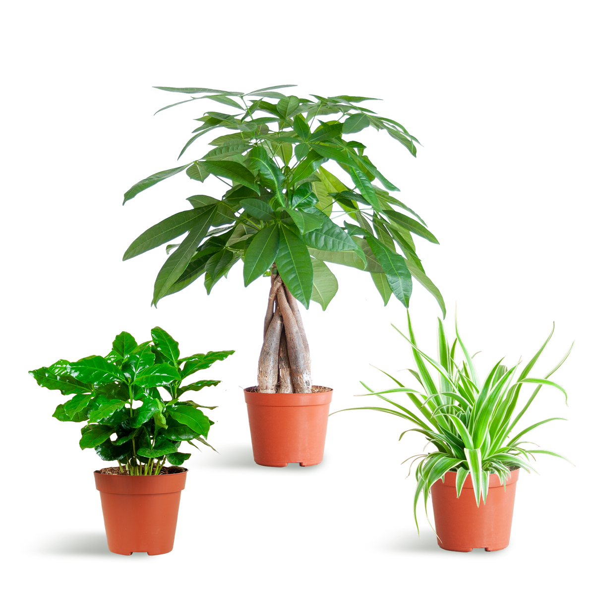 Tierfreundliche Plant Box - klein - ohne Dekotopf - Ø12