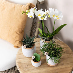 Kolibri Home | Vintage Blumentopf - Weißer dekorativer Keramiktopf - Ø9cm