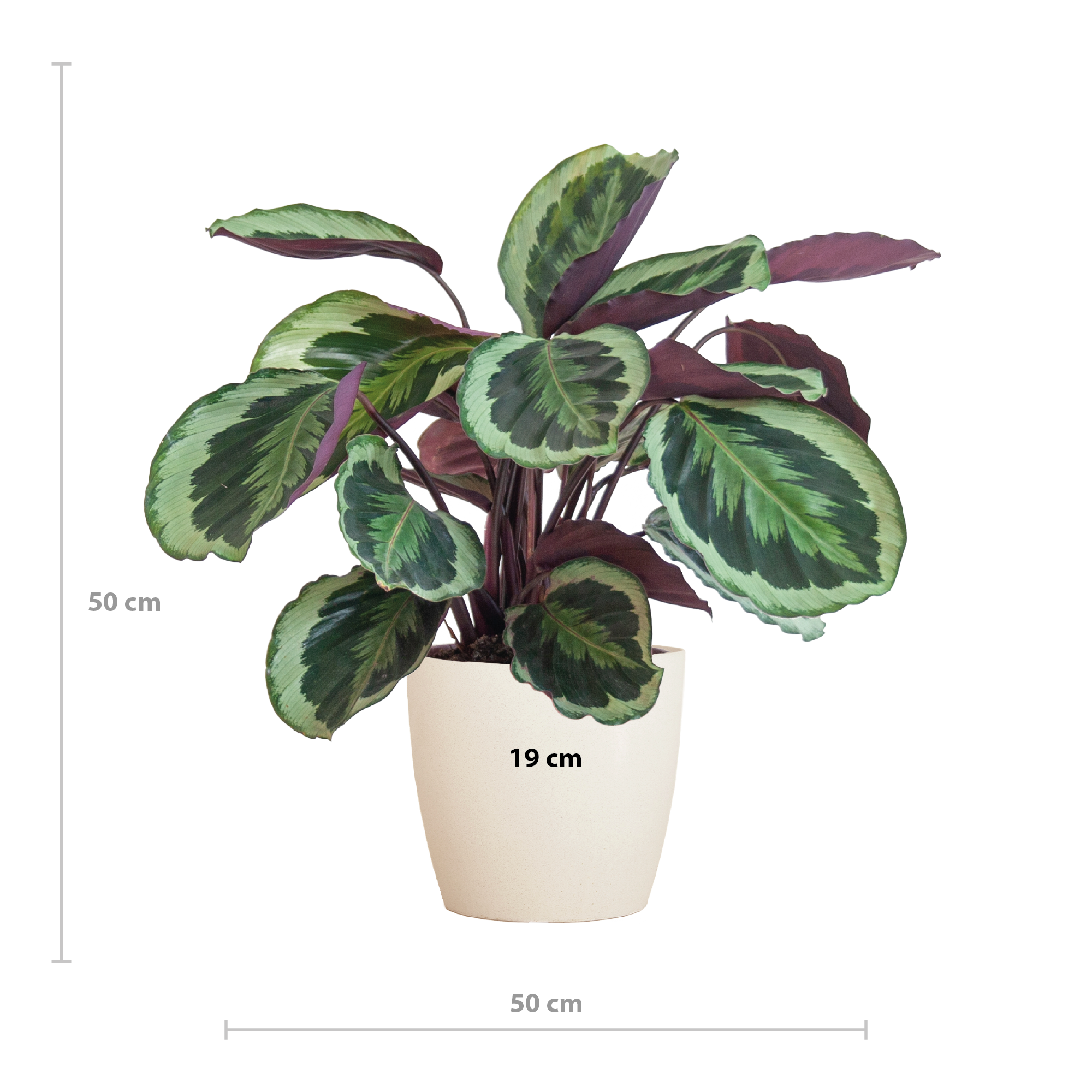 Calathea Medaillon mit Viber Weiß - 65cm - Ø21