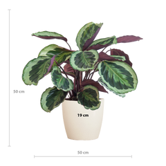 Calathea Medaillon mit Viber Weiß - 65cm - Ø21