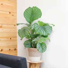 Calathea Orbifolia mit weißem Lissabon-Korb - 65cm - Ø19