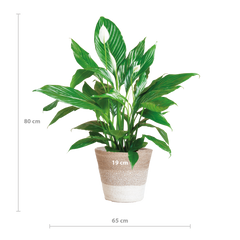 Spathiphyllum mit Korb Lissabon weiß - 80cm - Ø21