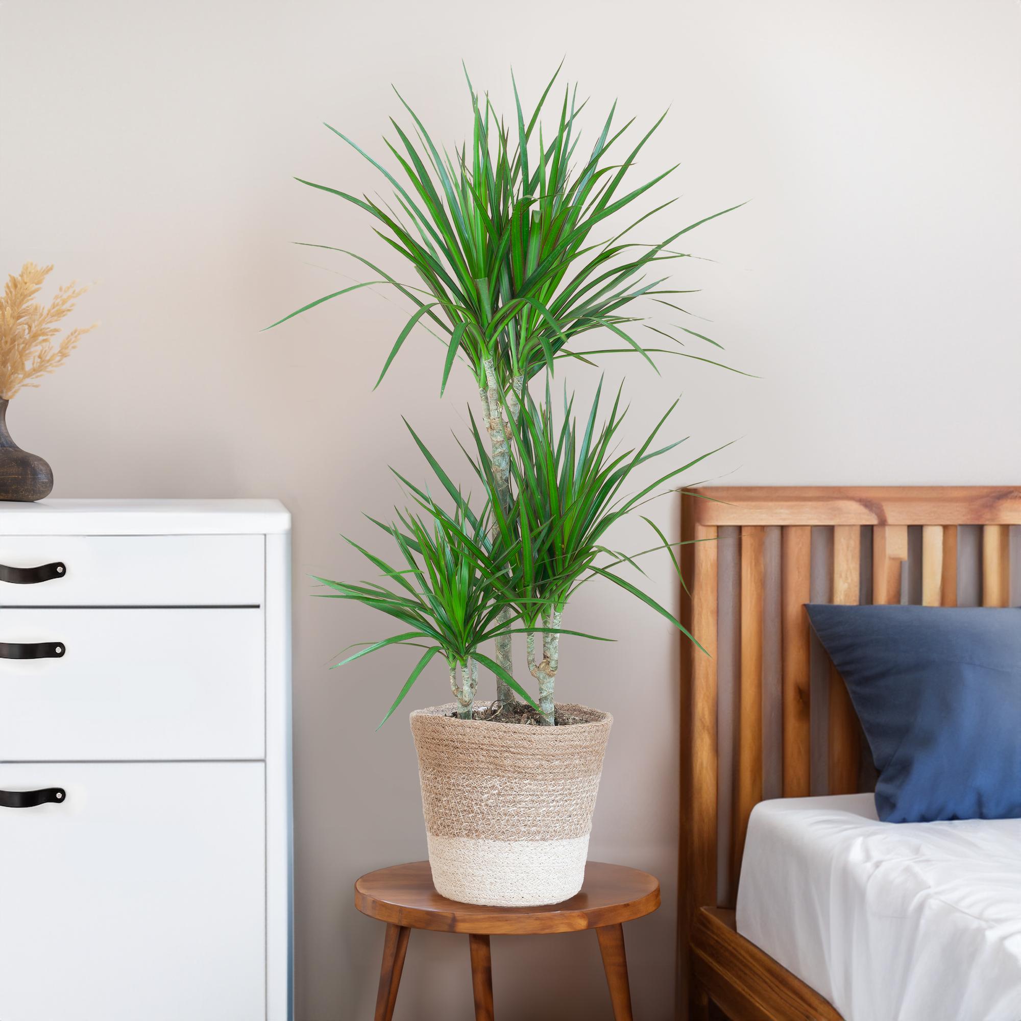 Dracaena Marginata mit weißem Lissabon-Korb - 95 cm - Ø21
