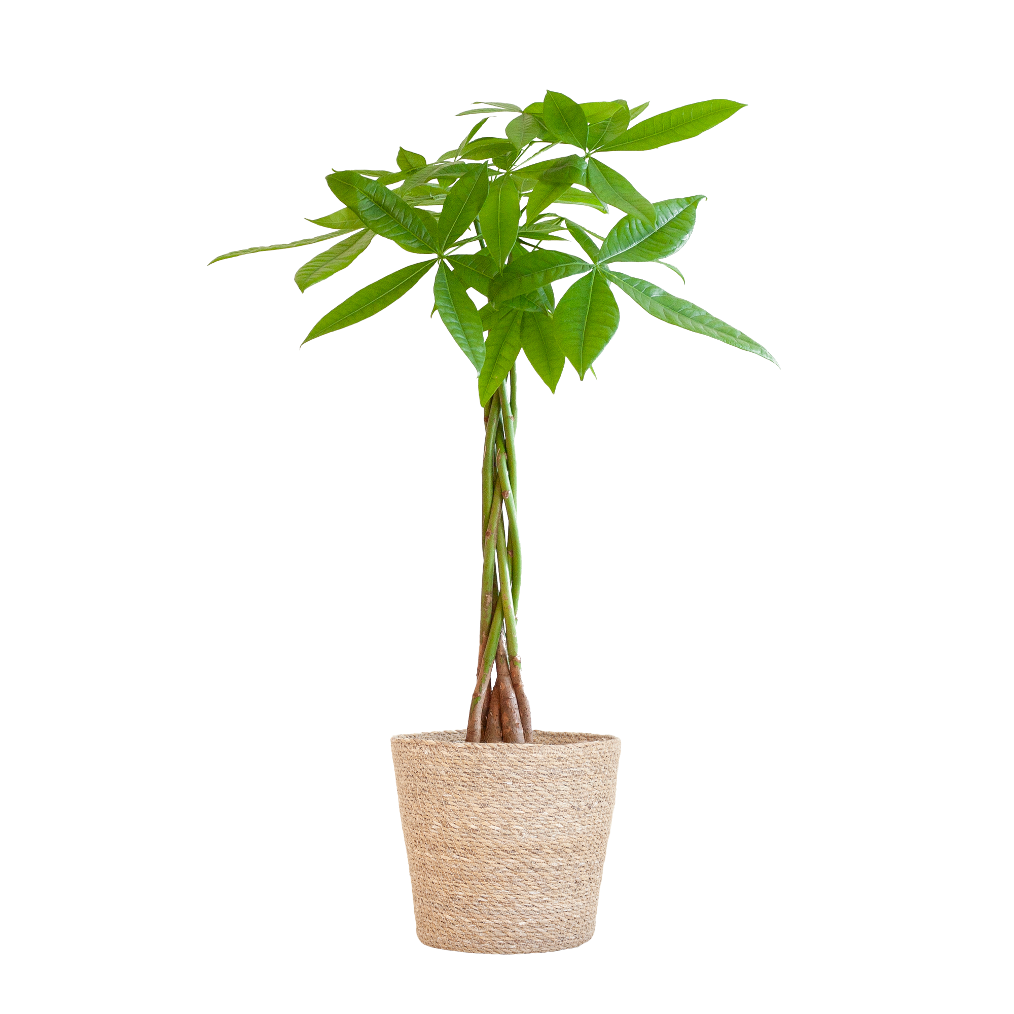 Pachira Aquatica mit Sofia-Korb natur  - 80cm - Ø21