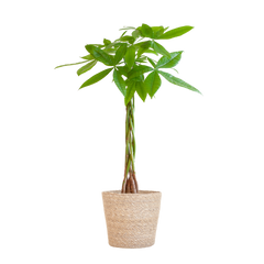 Pachira Aquatica mit Sofia-Korb natur  - 80cm - Ø21