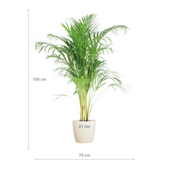Areca Palm (Dypsis) mit Lissabon-Korb Weiß - 100cm - Ø21