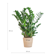 Zamioculcas Zamiifolia mit Sofia-Korb natur  - 80cm - Ø21