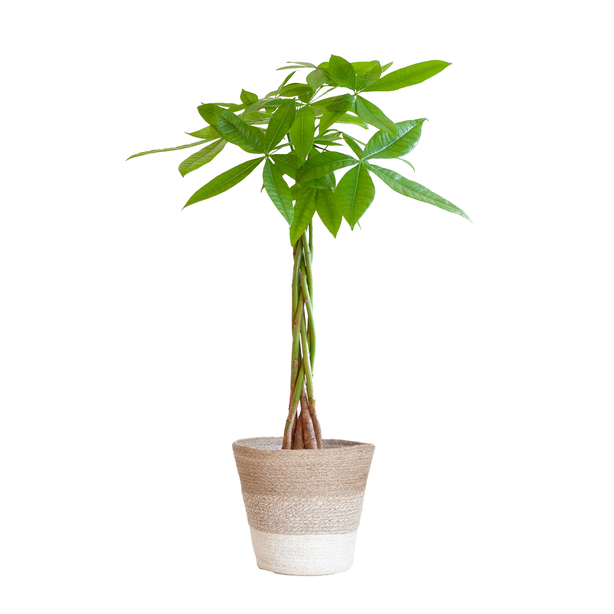 Pachira Aquatica mit Pflanzkorb Lissabon weiß  - 80cm - Ø21