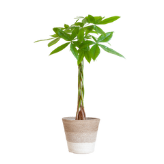 Pachira Aquatica mit Pflanzkorb Lissabon weiß  - 80cm - Ø21