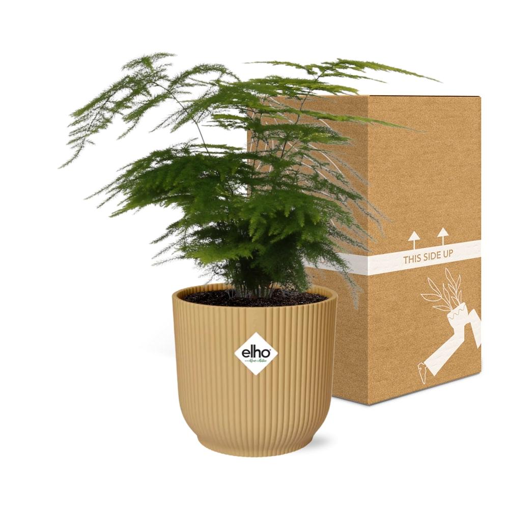 Asparagus Setaceus ‘Plumosus’ in ELHO Vibes Fold 14cm geel