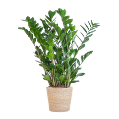 Zamioculcas Zamiifolia mit Sofia-Korb natur  - 80cm - Ø21