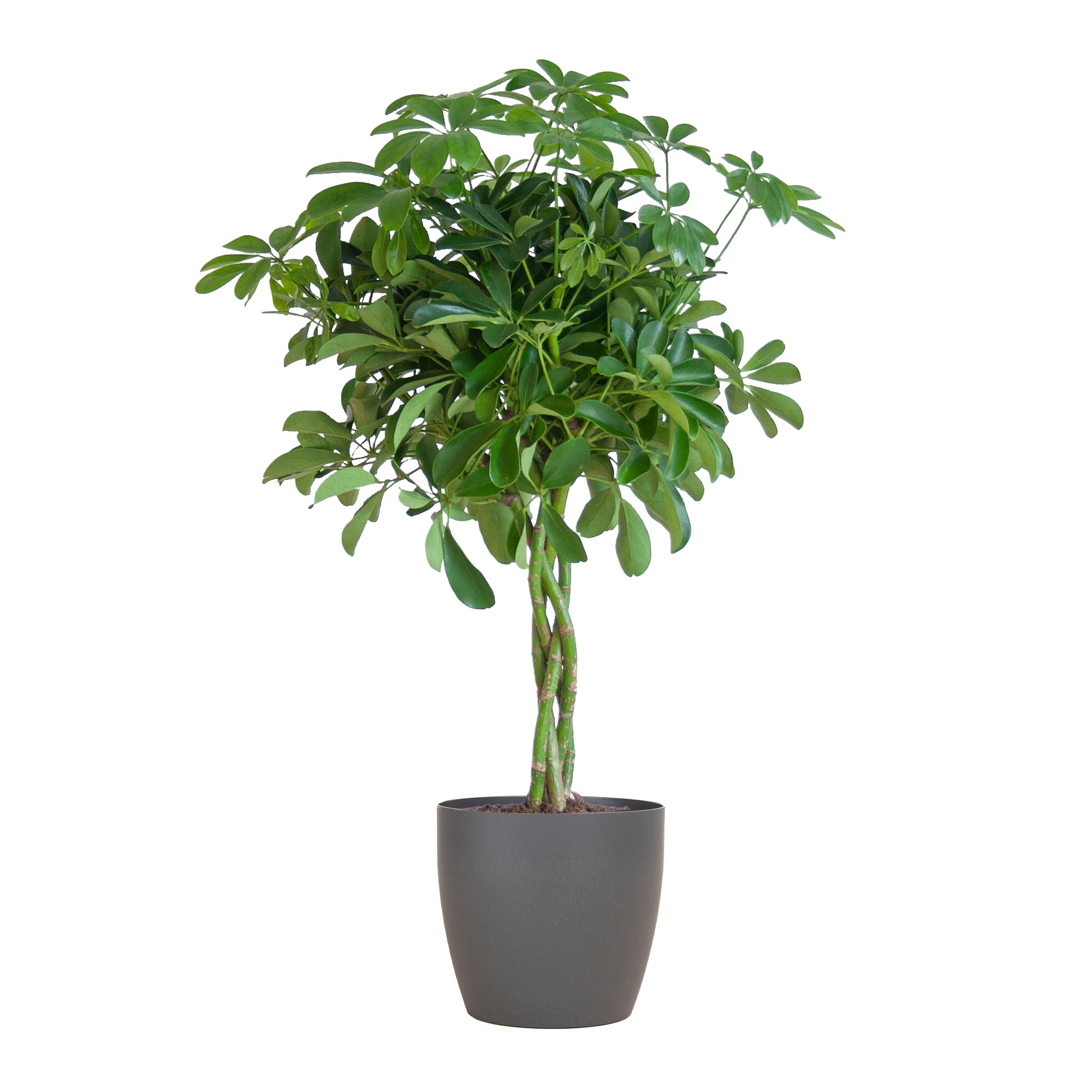 Schefflera Arab Nora mit Viber grau – 70 cm – Ø21