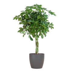 Schefflera Arab Nora mit Viber grau – 70 cm – Ø21