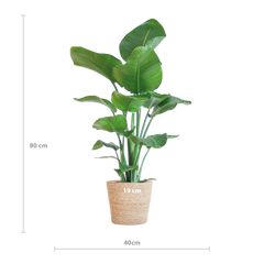 Strelitzia Nicolai mit Korb Sofia natur - 80cm - Ø21