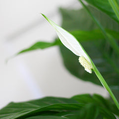 Spathiphyllum mit Korb Lissabon Schwarz - 80cm - Ø21