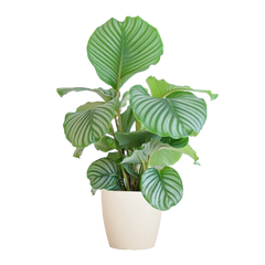 Calathea Orbifolia  mit Viber Weiß  - 65cm - Ø21