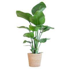 Strelitzia Nicolai mit Korb Sofia natur - 80cm - Ø21