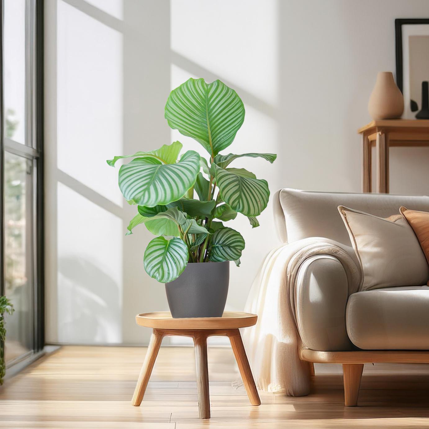 Calathea Orbifolia  mit Viber grau - 65cm - Ø21