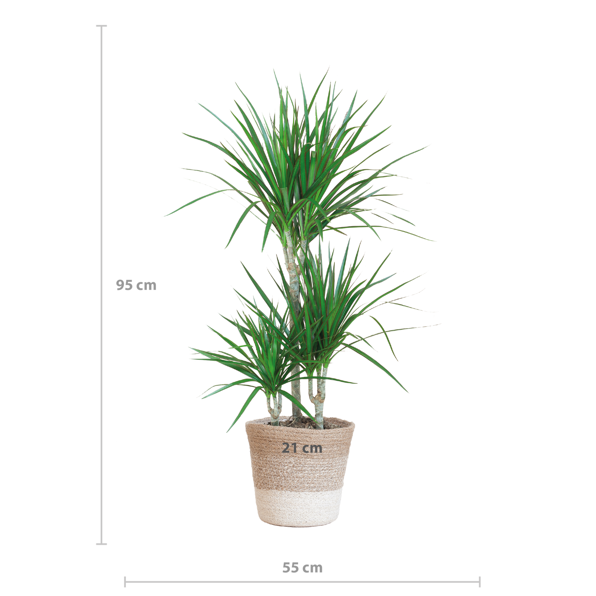 Dracaena Marginata mit weißem Lissabon-Korb - 95 cm - Ø21