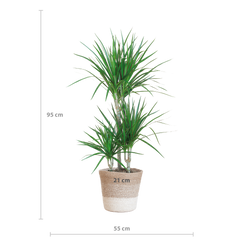 Dracaena Marginata mit weißem Lissabon-Korb - 95 cm - Ø21