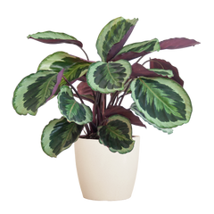 Calathea Medaillon mit Viber Weiß - 65cm - Ø21