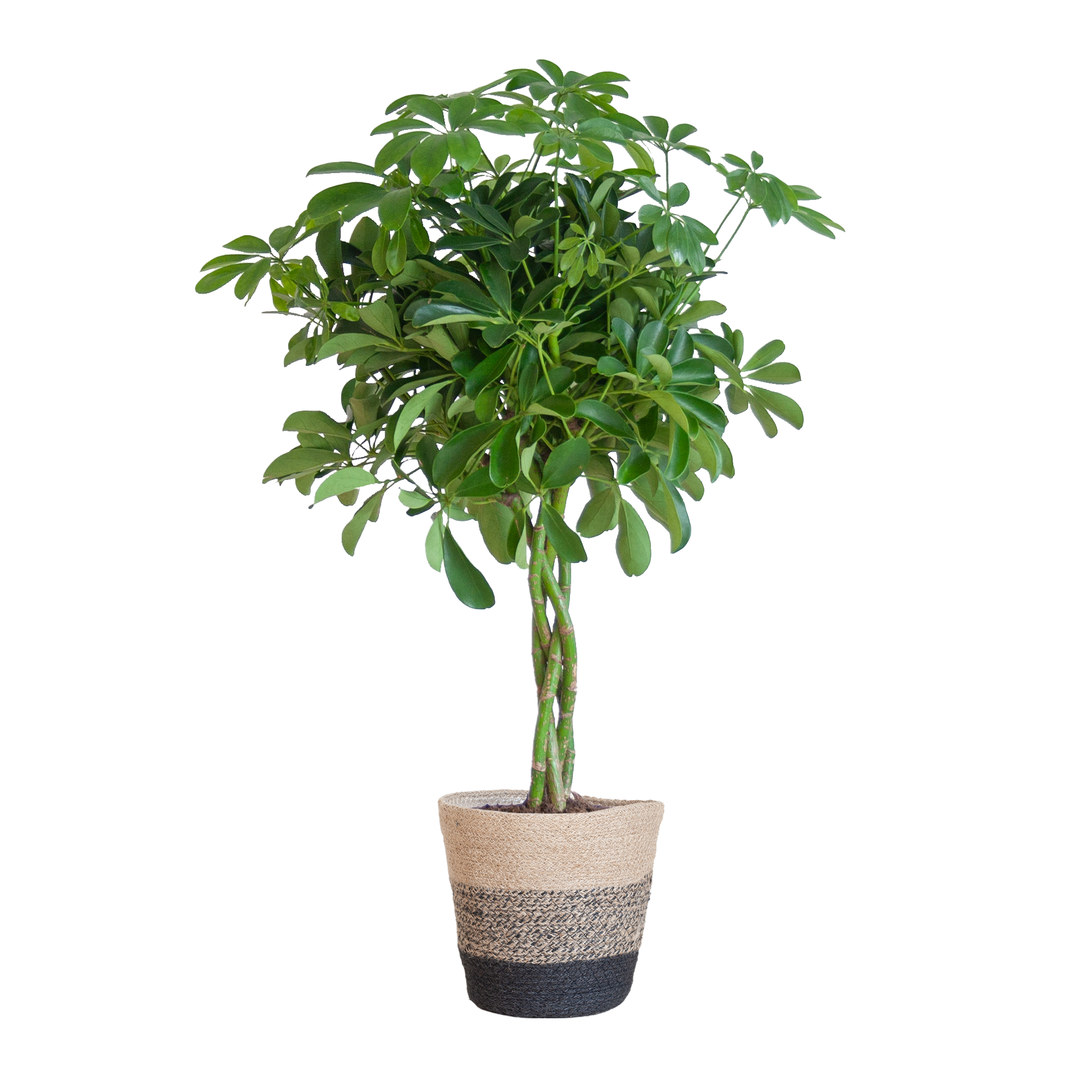 Schefflera Arab Nora mit Korb Lissabon Schwarz - 70cm - Ø21