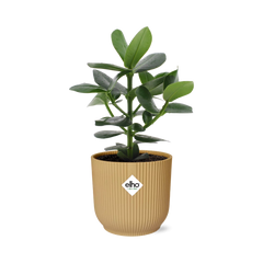 Clusia Princess in ELHO Vibes Fold 14cm geel