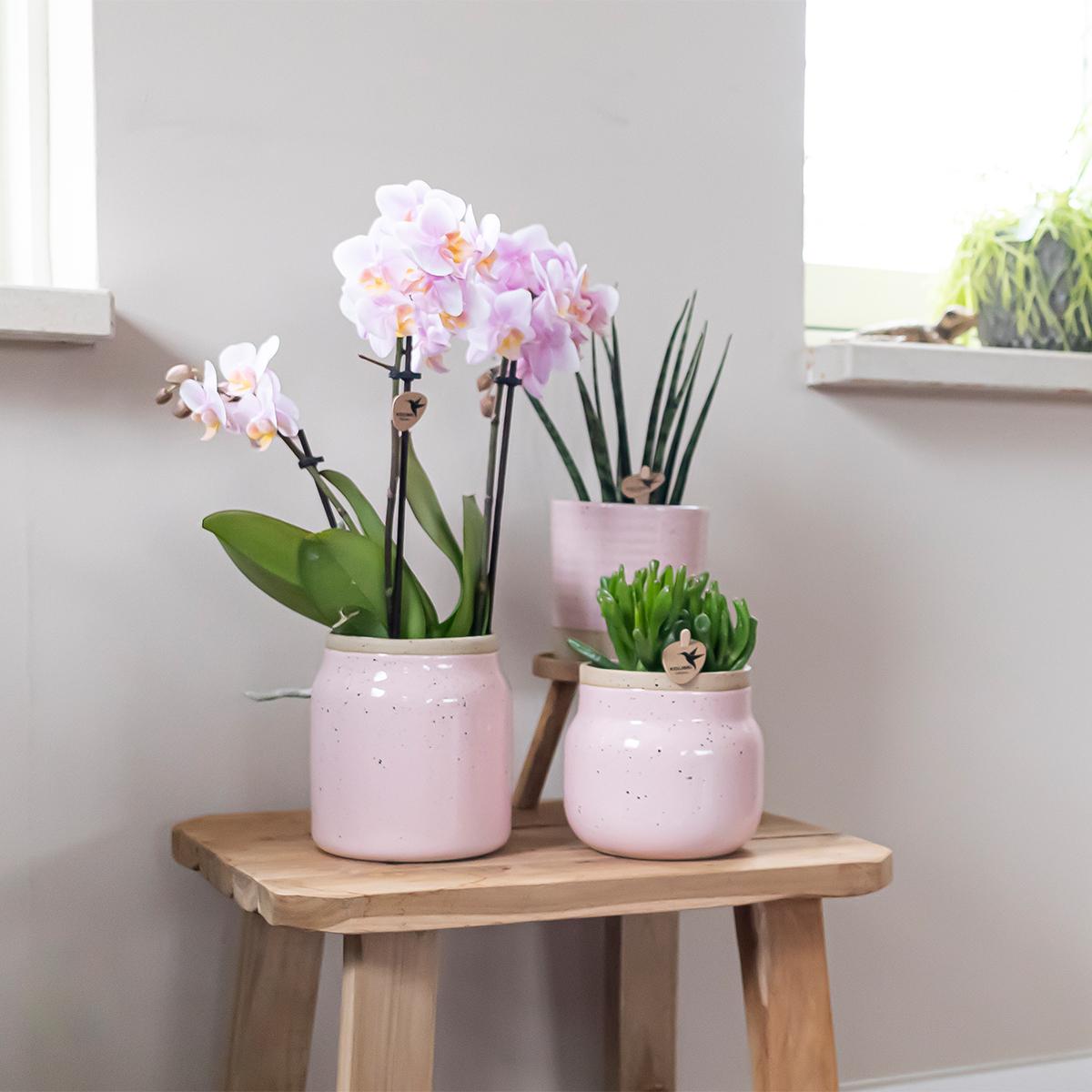 Kolibri Home | Vintage Blumentopf - Rosa Keramik dekorativen Topf - Ø9cm