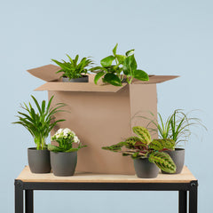 Green Misfitbox: Zimmerpflanzen 6er Set - inkl. 6 x Topf Viber Schwarz