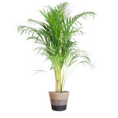 Areca Palm (Dypsis) mit Lissabon-Korb Schwarz - 100cm - Ø21
